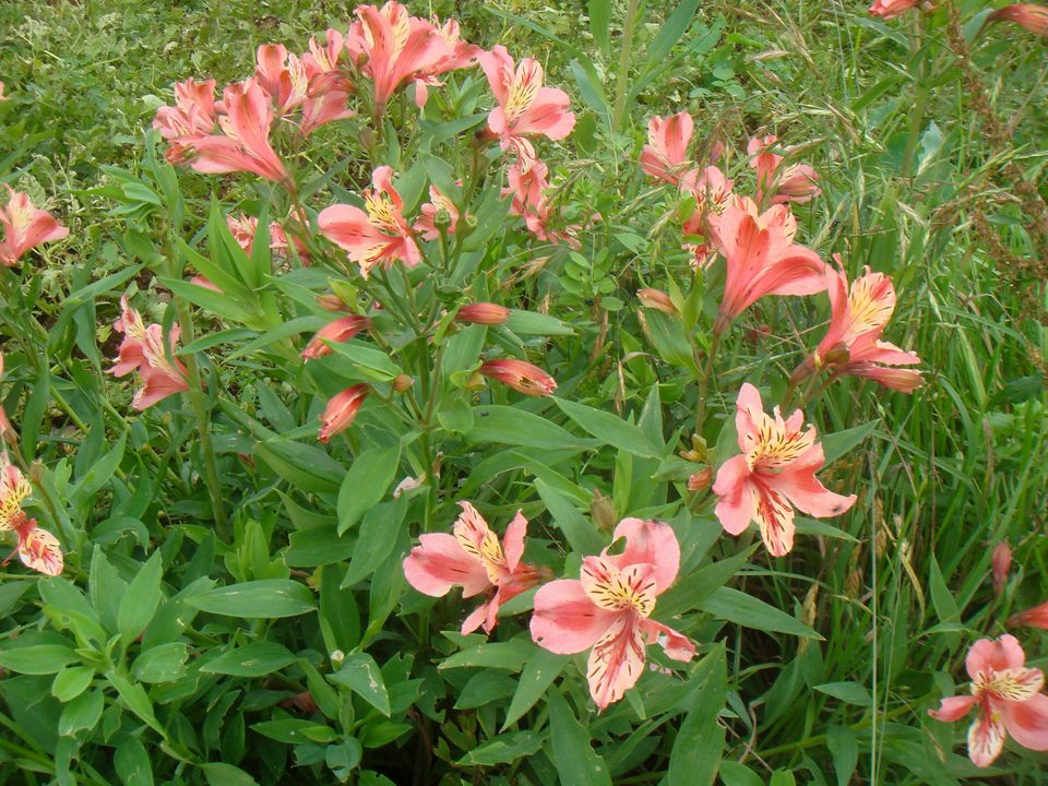 I don’t know what these are, but they’re so pretty.