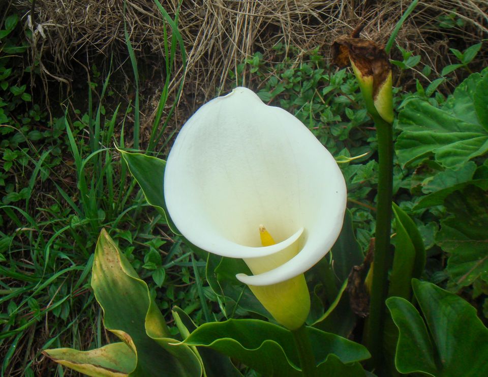 It took me a while to find a Calla Lily without flies swarming around it.