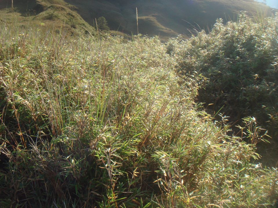 The dwarf bamboo covered the top of Mt. Pulag and parts of the mossy forest. I was in love with them and the open grassland. I didn’t even know we have that kind of ecosystem in the Philippines!