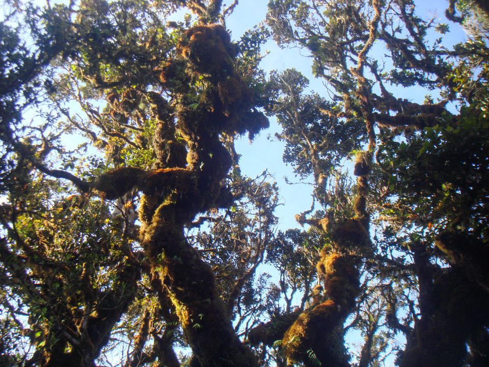 While I wanted to stay in the open ridge for as  long as possible, I was also excited to descend and finally see the mossy forest in all its glory. I’ve always loved forests and trees.
