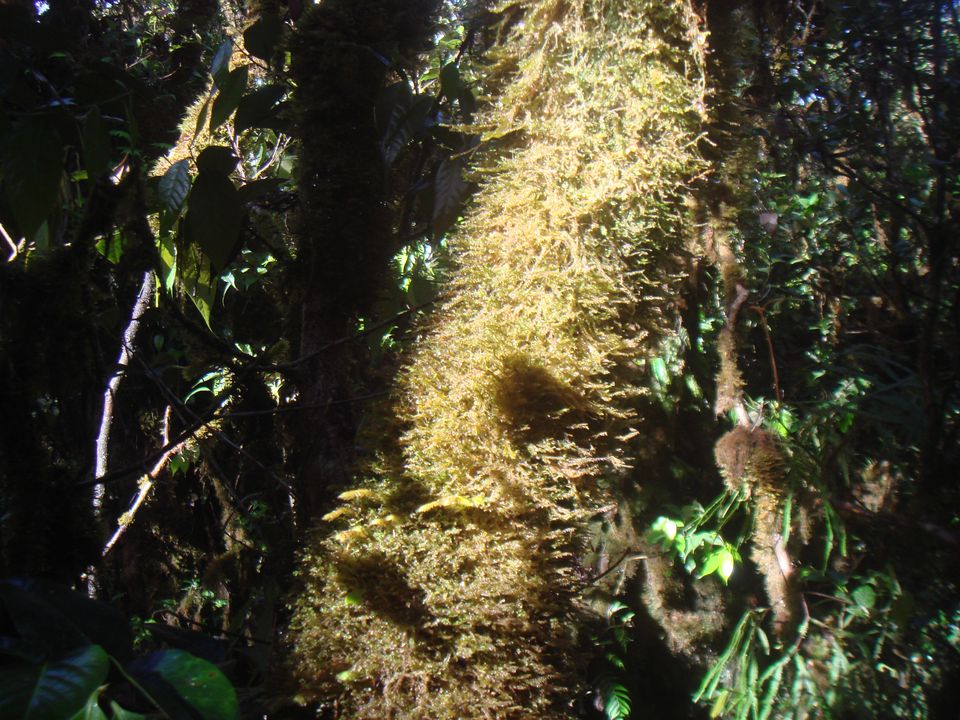 The giant fern trunks up close and personal.