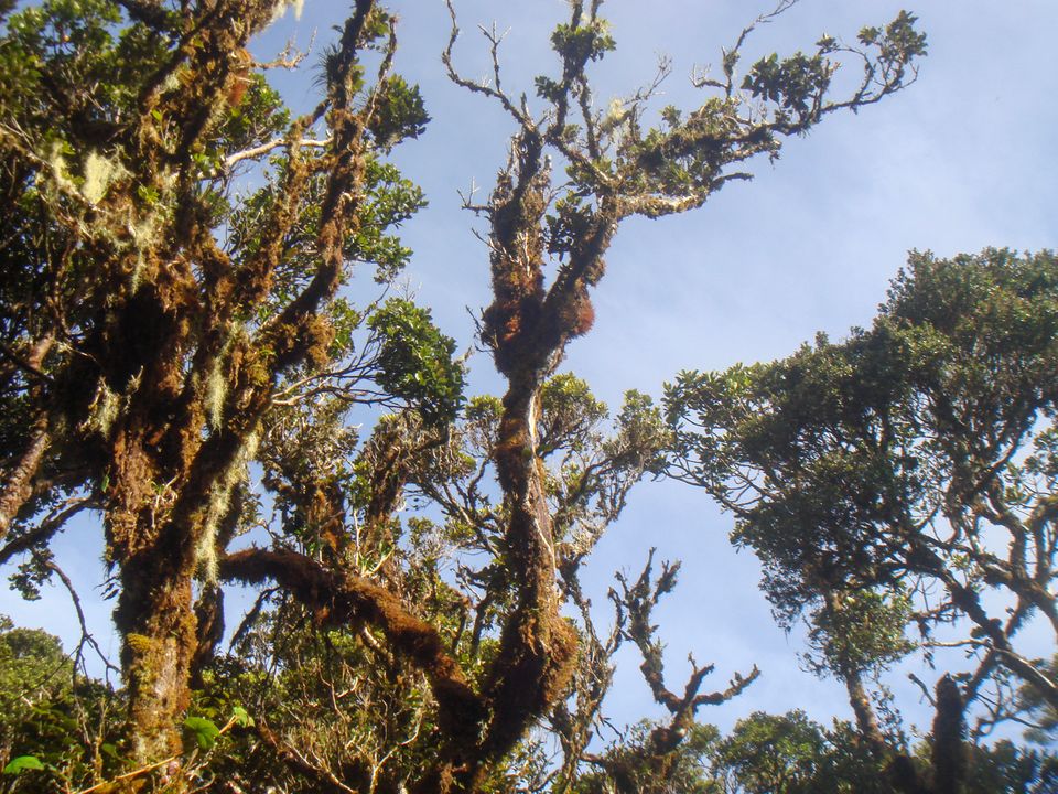 I had to admit I walked too slowly in the mossy forest because I was admiring my surroundings.