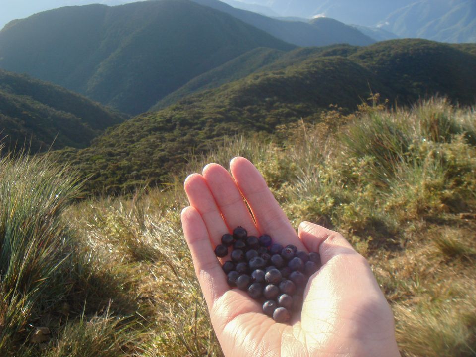 They were juicy and slightly tangy, reminiscent of blueberries. But admittedly, my first thought was, “Are these nightlock berries?”